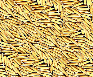 Paddy seeds. (File Photo)