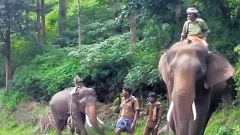 Gudalur forest division have started using the dung of kumkis, especially of animals that are in musth, to keep wild elephants.