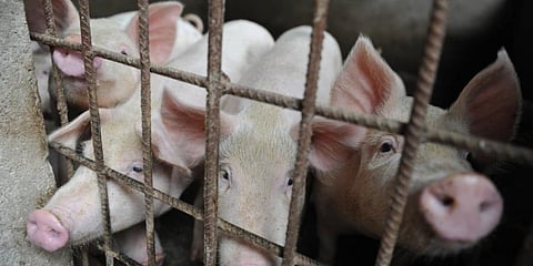 Pigs (Photo | AP)