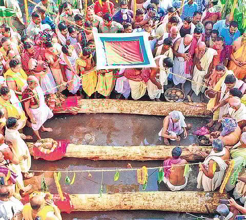 Priests consecrating timber logs to be used in construction of chariots on the occasion of Akshaya Tritiya near Srimandir in Puri. (Photo | EPS)
