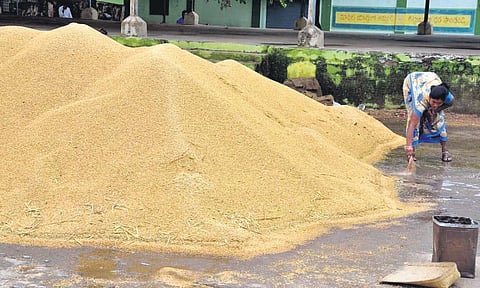 A woman farmer checks on her soaked paddy at an IKP centre in Hanamkonda on Wednesday after heavy rains damaged her crop. (Photo | EPS)