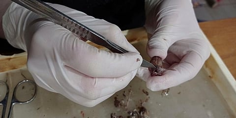 Anton Vlaschenko, fellow zoologist Maryna Yerofeieva prepares a bat skull to add to a scientific collection in Kharkiv, Ukraine. (Photo | AP)