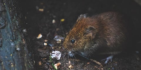 Image used for representational purpose only. (Photo | Pexels)