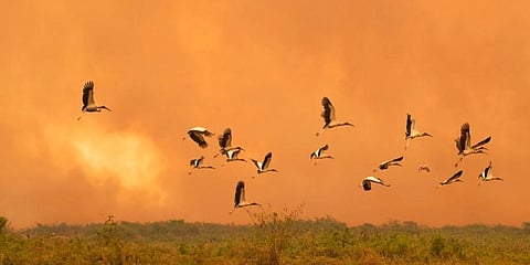 Birds fly past as a fire consumes an area next to the Transpantaneira road at the Pantanal wetlands near Pocone, Mato Grosso state, Brazil in 2020. (File Photo | AP)