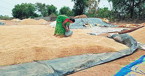 A woman spreads paddy to remove moisture content in the grains at Mugdumpur in Karimnagar district on Friday.