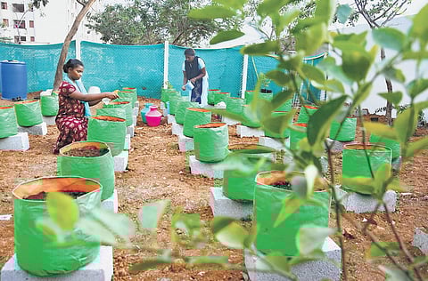 The garden inaugurated by the Tamil Nadu Urban Habitat Development Board at Perumbakkam resettlement site on Thursday | Ashwin Prasath