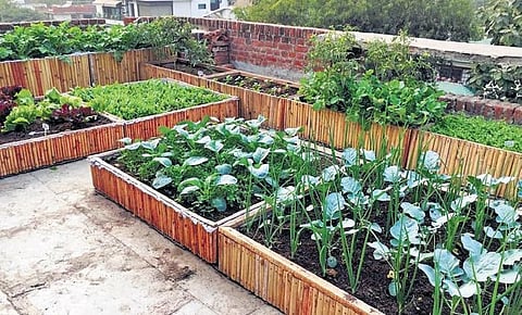 Projects by Satyam Jha include creating terrace farms and organic farms