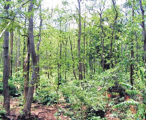 A ten-member forest department staff from the Denkanikottai forest range was unable to find any footprints.
(Image used for representation)