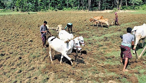 Farmers tilling an agriculture field in Nabarangpur district. (Photo| EPS)