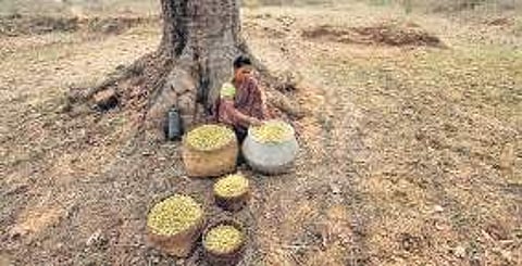 A woman collecting Mahua flowers. (Photo | Express)
