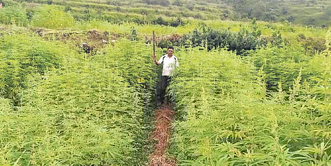 Hemp being grown in Uttarakhand, where cultivation is legal. (Photo| Special arrangement)