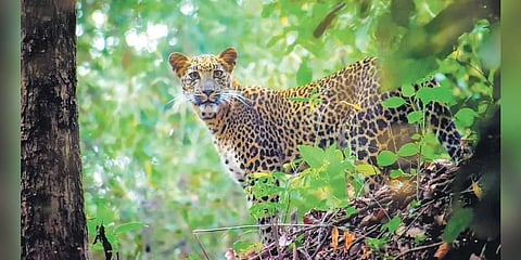 Leopard peers through the thick foliage.