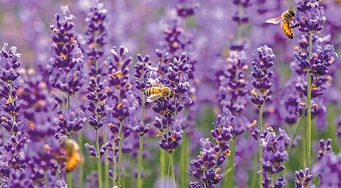 Lavender farming. ( File Photo)