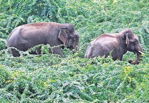 Image of wild elephants used for representational purpose. (File Photo | EPS)