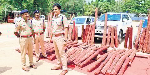 Chittoor SP Y Rishanth Reddy inspects 100 red sanders logs valued at Rs 2.5 crore. (Photo| EPS)