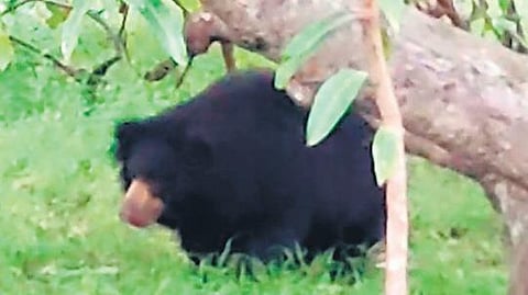 A screen grab of the bear that has been wandering in Kidisingi village. It killed a farmer in Vajrapukottur mandal of Srikakulam on Sunday | Express