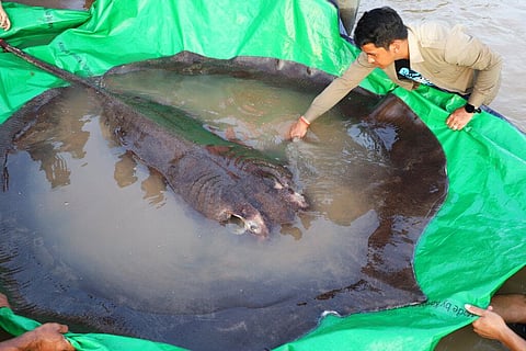 A local fisherman caught the 661-pound (300-kilogram) stingray, which set the record for the world's largest known freshwater fish and earned him a $600 reward. (Photo| AP)