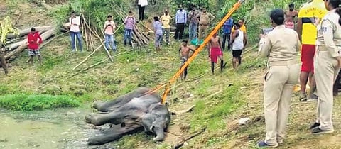 The tusker being pulled out of the pond on Tuesday | Express