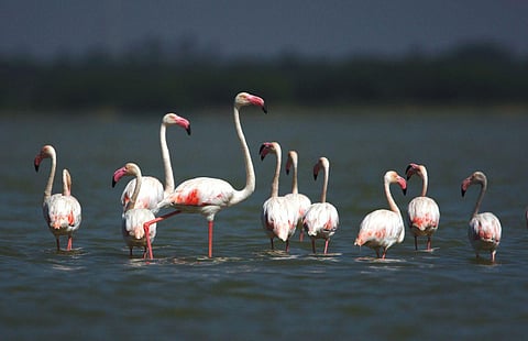 Boat rides in Pulicat, watch towers at Nelapattu