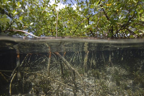 The Lawrence Berkeley National Laboratory shows mangroves in the French Caribbean where the Thiomargarita Magnifica bacteria were discovered. (Photo | AP)