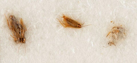 RR Auction shows cockroaches which were fed moon dust from the 1969 Apollo 11 mission. (Photo | AP)