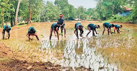 So rice! Malayalis off paddy fields, Bengal workers step in