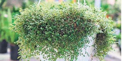 Hanging pots: Decorate your balcony in a natural way