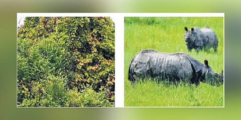 Crateva Nurvala is among the ‘invasive’ plant species posing a threat to animals