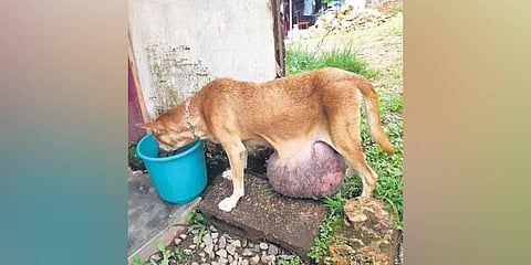Muthumani, the Indian pariah dog, before the surgery. She had a mammary gland tumour that weighed 5kg. (Photo | Express)