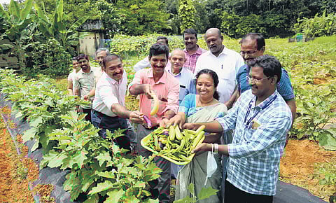 Kothamangalam Agriculture Department Assistant Director V P Sindhu and her staff harvesting vegetables they cultivated. (Photo | T P, EPS)