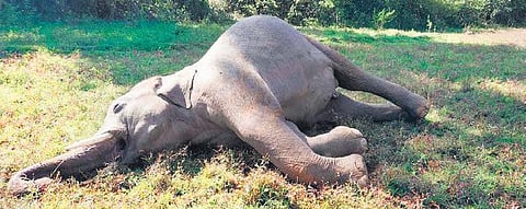 Representational image of jumbo carcass. (File Photo)