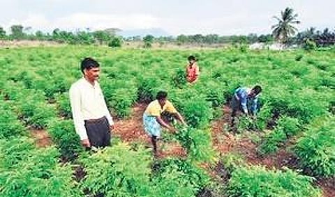 Raipur Diary: ‘Krishna Kunj’ follows ‘Ram Van Gaman Path’