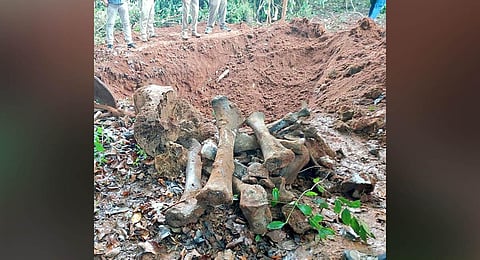 Skeletal remains of the elephant exhumed from Mandap reserve forest | Express