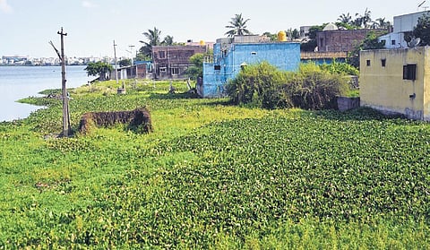 Water hyacinth thrives in the polluted Ambattur lake. (Photo| Ashwin Prasath, EPS)