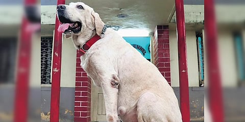 Police dog Lucy in front of her office. (Photo| EPS)