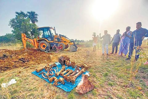 Remains of the elephant, suspected to have been electrocuted, exhumed by STF. (Photo| EPS)