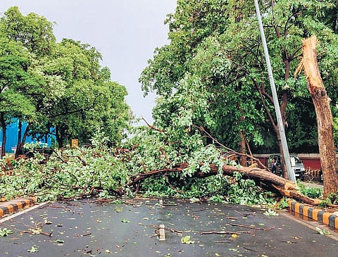 Fallen trees after thunderstorm. (Photo | EPS)