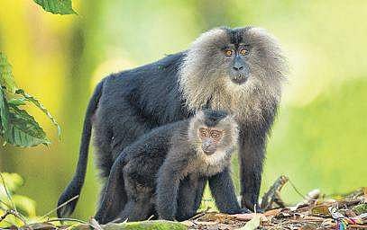 A file picture of lion tailed macaque with her young one. (Photo | Hari Somashekar)