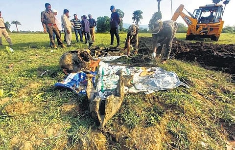 Remains of another elephant carcass exhumed by STF in Athagarh Forest Division