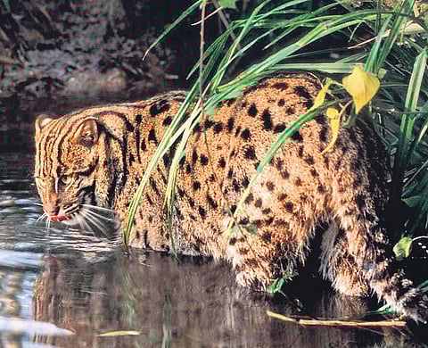 A fishing cat captured on camera in Chilika during the survey. (Photo | EPS)