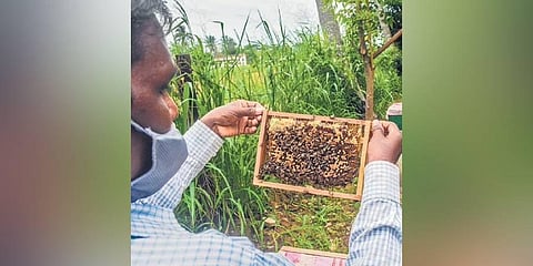 Karnataka's ‘honey’ ambitions to go up in smoke?