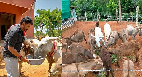 Srinivas Gowda of Ramanagara near Bengaluru with some of his donkeys at his farm on the outskirts of Mangaluru.