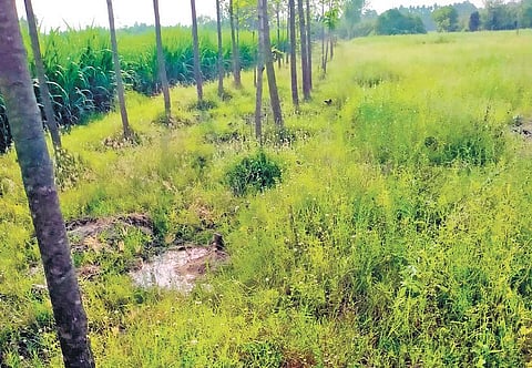 The land was acquired in 1997 in favour of the Tamil Nadu Industrial Development Corporation Limited (TIDCO) for the Jayankondam Lignite Power Project | Express