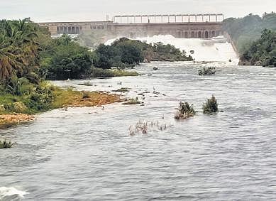 Water being released from the KRS dam in Srirangapatna taluk| udayshankar s