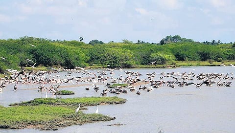 Kazhuveli Bird Sanctuary in Villupuram district, Tamil Nadu. (Special Arrangement)