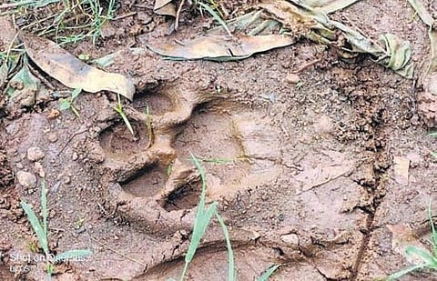 Pug marks of a tiger used for representational purpose. (Photo | Express)