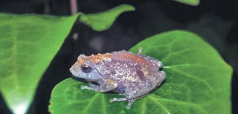 A Shillong Bush frog.