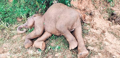 The six-year-old female elephant found dead. (Photo| EPS)