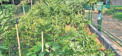 Representational image (File photo| BP Deepu, EPS)