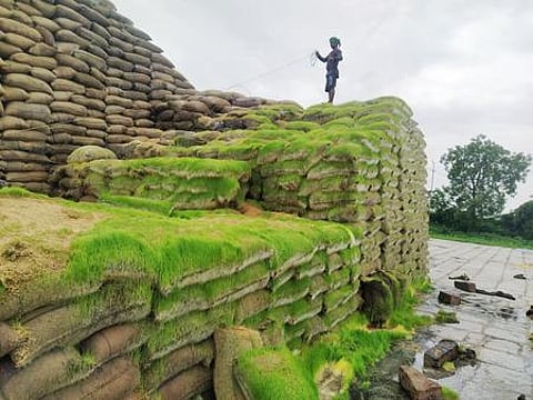 Around 3 lakh metric tonnes of paddy was fully damaged, nearly 5 lakh metric tonnes partly damaged and another 2 to 3 lakh metric tonnes has developed moisture content. (Photo | EPS)